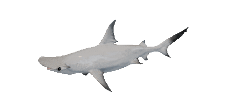 Shake It Shark Sticker by Zacxophone
