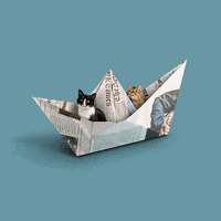 princesscheeto cat cats weekend vacation GIF