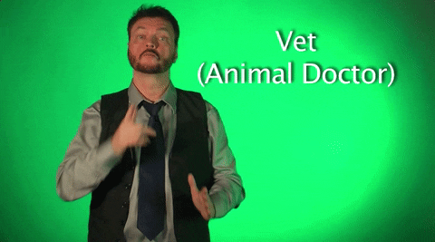 sign language vet GIF by Sign with Robert