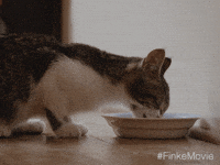 madman-films cat off road dirtbike straya GIF