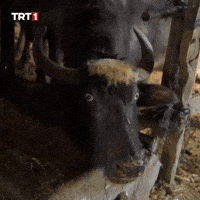 Aaaa Ne GIF by TRT