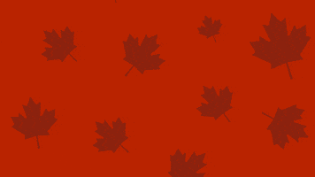 France Canada GIF by PoutineBros