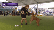 Happy Jump Jump Jump GIF by Westminster Kennel Club