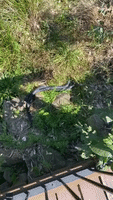 Snakes Fight for Dominance at New South Wales Nature Reserve
