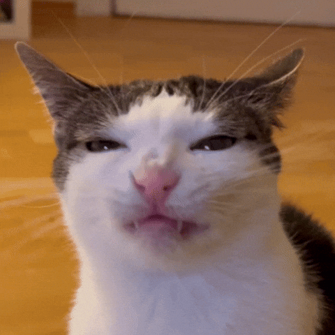Cat Smirk GIF