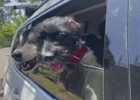 totemsmx koi Pinto totems GIF