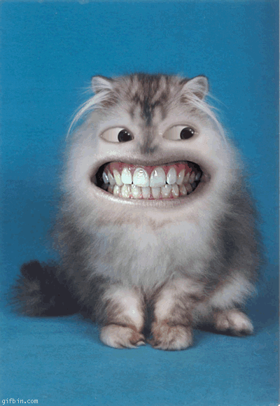 Happy Cat GIF
