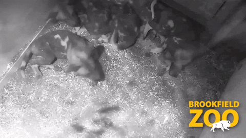 Baby Puppies GIF by Brookfield Zoo