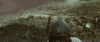 Angry Djimon Hounsou GIF