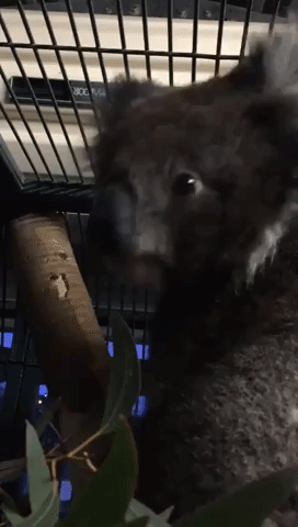 Young Rescued Koala Belts Out a Mating Call