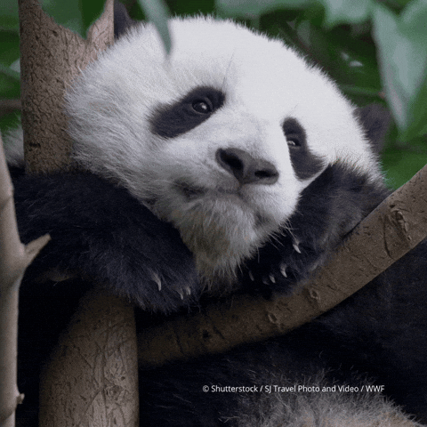 St Valentin Dreaming GIF by WWF-Belgium