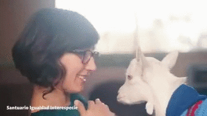 baby goat GIF