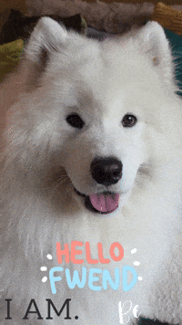 Bonjour Hello GIF