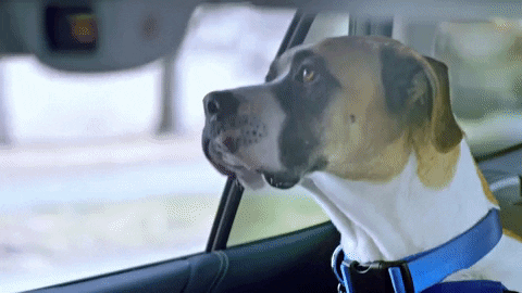 Animal Planet GIF by Puppy Bowl