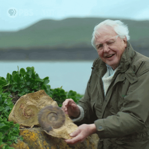 Excited Bbc GIF by Nature on PBS