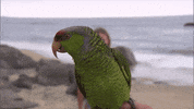 Season 6 GIF by Bachelor in Paradise