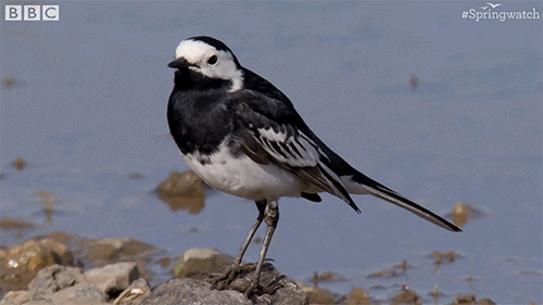 uk england GIF by BBC Earth
