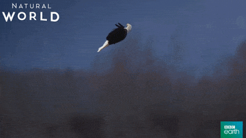dance fight GIF by BBC Earth