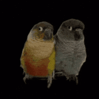 Potato Snuggling GIF