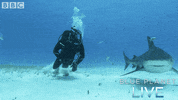bbc one blue planet 2 GIF by BBC