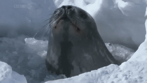 giphyupload ice seal woo ahhh GIF