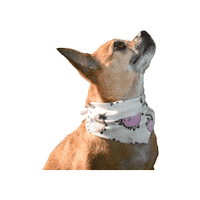 pinkabell unicorn chihuahua bandana happydog Sticker