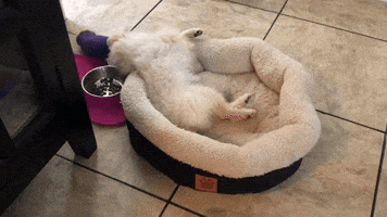 Lazy Is An Art Form