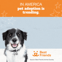 Adopt Best Friends GIF by Best Friends Animal Society