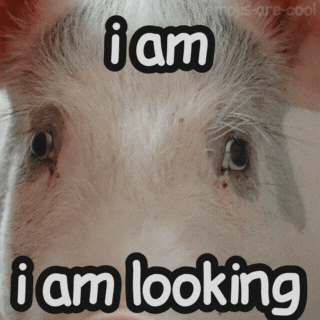 EmojisAreCool giphyupload eyes look pig GIF