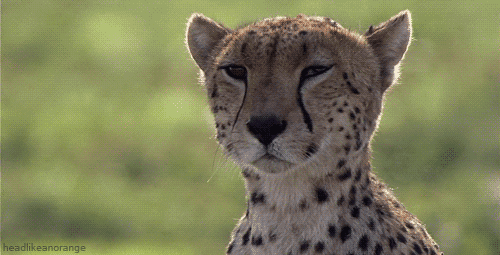 david attenborough cheetah GIF by Head Like an Orange