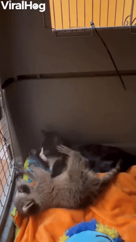 Orphaned Kitten and Raccoon are Inseparable