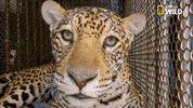 National Geographic Big Cat Week GIF by Nat Geo Wild