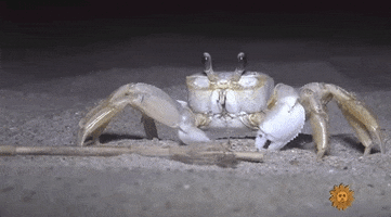 eyes crab crabby ghost crab creepy crab GIF