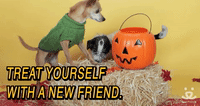 Treat Yourself With A New Friend