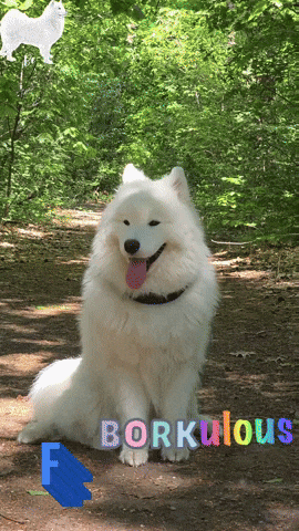 Samoyed Wow GIF