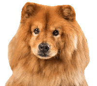 Chow Chow Nyc Sticker