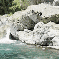 Iris GIF