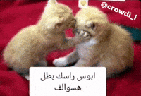 كراودي GIF