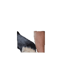 Farrier Werkman Sticker by WerkmanHoofcare