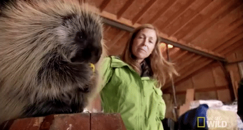 nat geo wild yukon vet GIF by Dr. Oakley, Yukon Vet