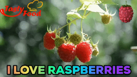 fruits raspberries GIF by Gifs Lab