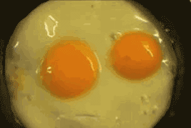 pan shell GIF