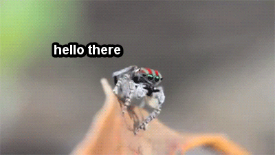 spider hello GIF