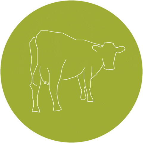 Pink Floyd Cow Sticker