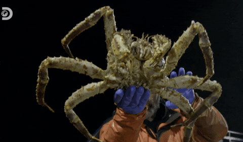 Deadliest Catch Monster GIF by Discovery Europe