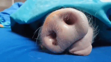 Pet Owner Alters Her Pig's Yawn With Hilarious Results