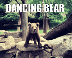 Wailrone dance bear ours dancing bear GIF