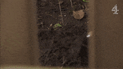 Murder Digging GIF by Hollyoaks