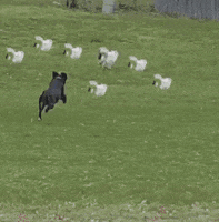 escape GIF