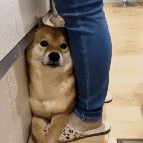 cuteanimalland giphyupload GIF